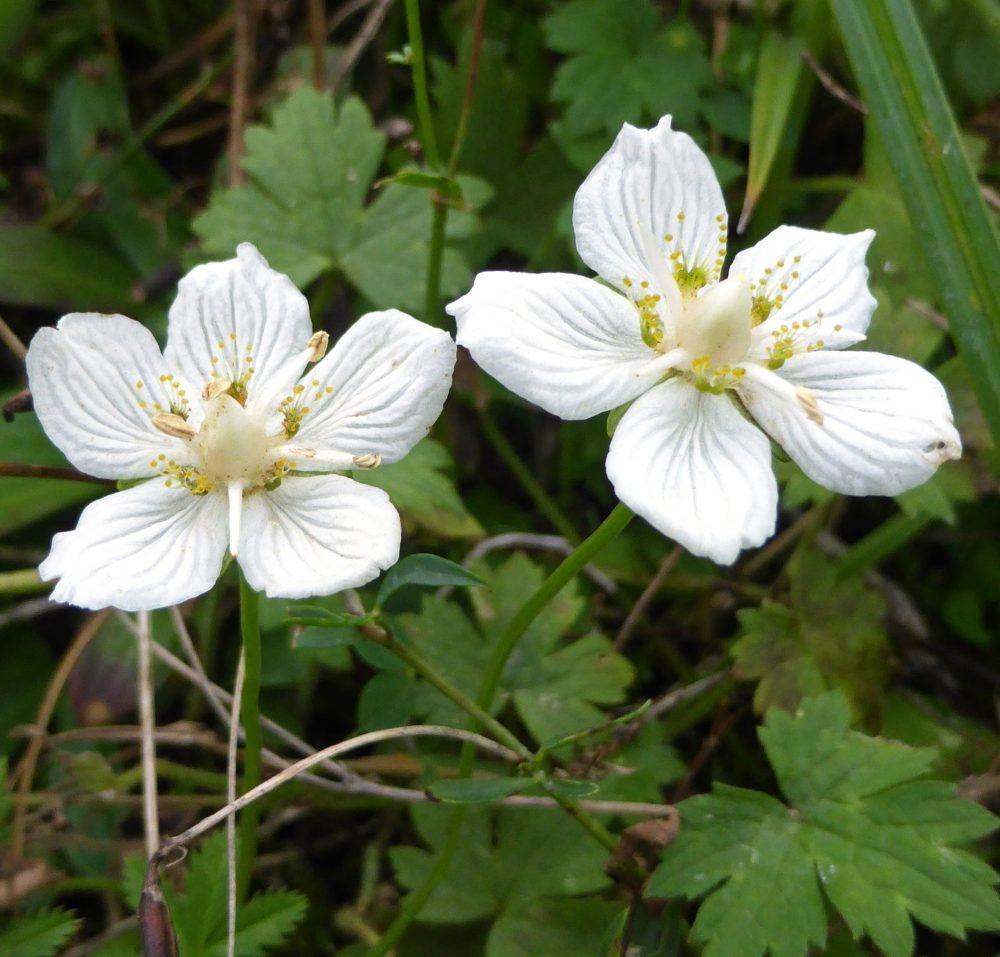 Parnassia